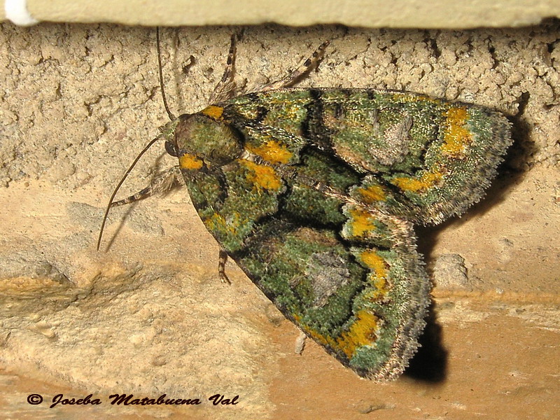 Noctuidae da id: Cryphia algae